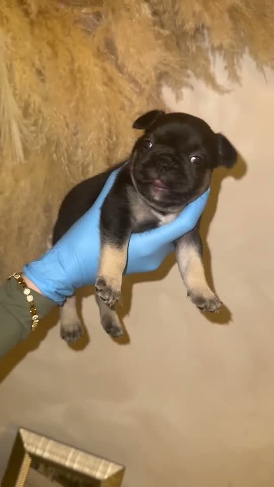 French Bulldog dogs for sale: Beautiful French bulldog puppies for sale  - Video 4