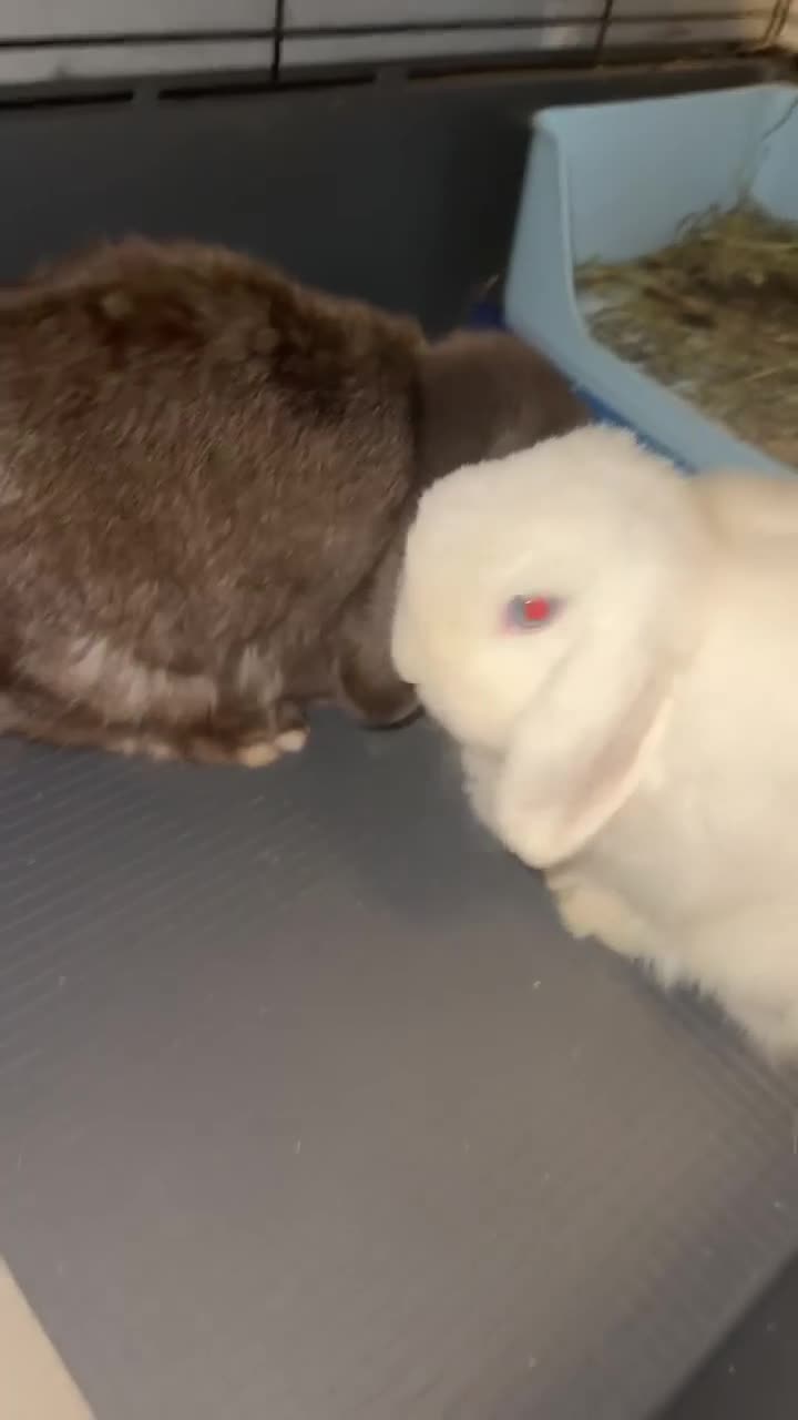 Mini Lop rabbits for sale: 🐰 Adorable Mini Lop Pair Looking for a Home! 🐰 - Video 2