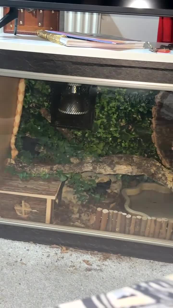 Boa Snake reptiles for sale: Sunglow boa constrictor  - Video 1