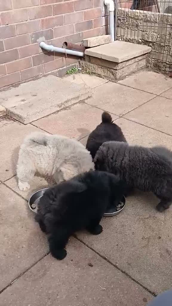 Chow Chow dogs for sale: Beautiful champion sired chow chow pups - Video 1