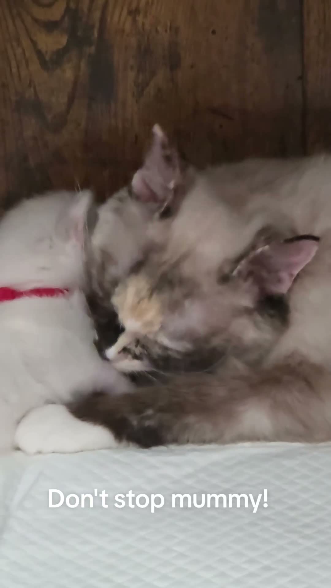 Ragdoll cats for sale: Outstanding quality Tortie Ragdolls - Video 1