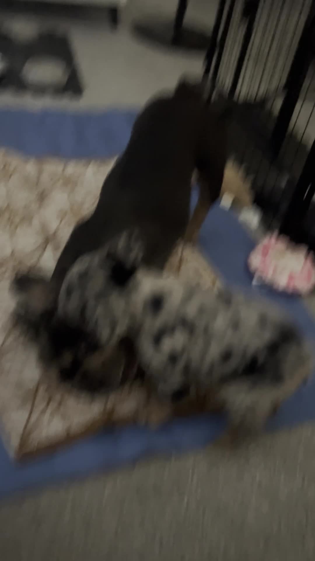 French Bulldog dogs for sale: Fluffy French bulldogs.  - Video 2