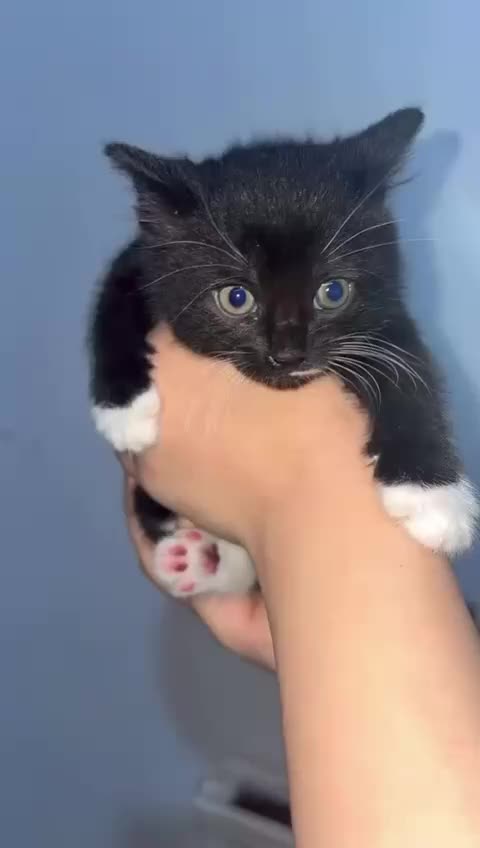 Mixed Breed cats for sale: Furry friends  - Video 2