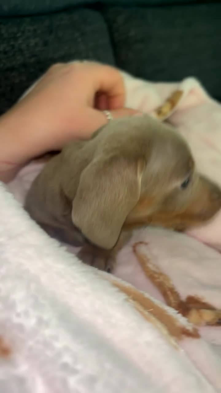 Miniature Dachshund dogs for sale: 2 girls left. Miniature Dachshund KC Puppies!  - Video 2