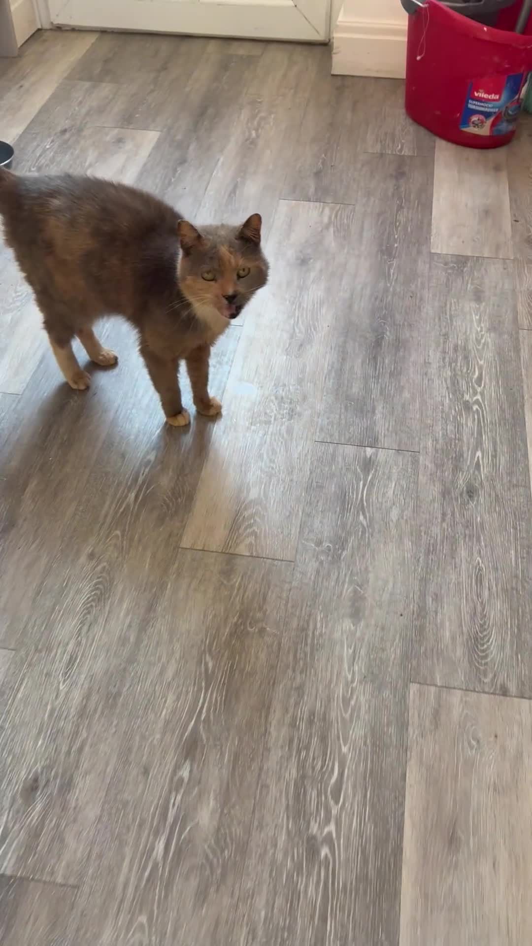 Domestic Shorthair cats for sale: Cat  **  - Video 1