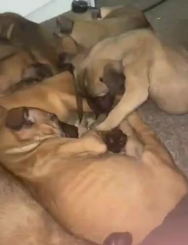 Mixed Breed dogs for sale: Belgian shepherd cross puppies - Video 1