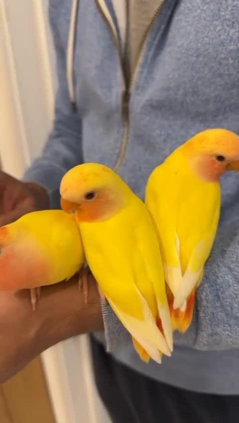 Lovebirds birds for sale: Super Tame, Hand Reared Baby Lovebirds - Video 1