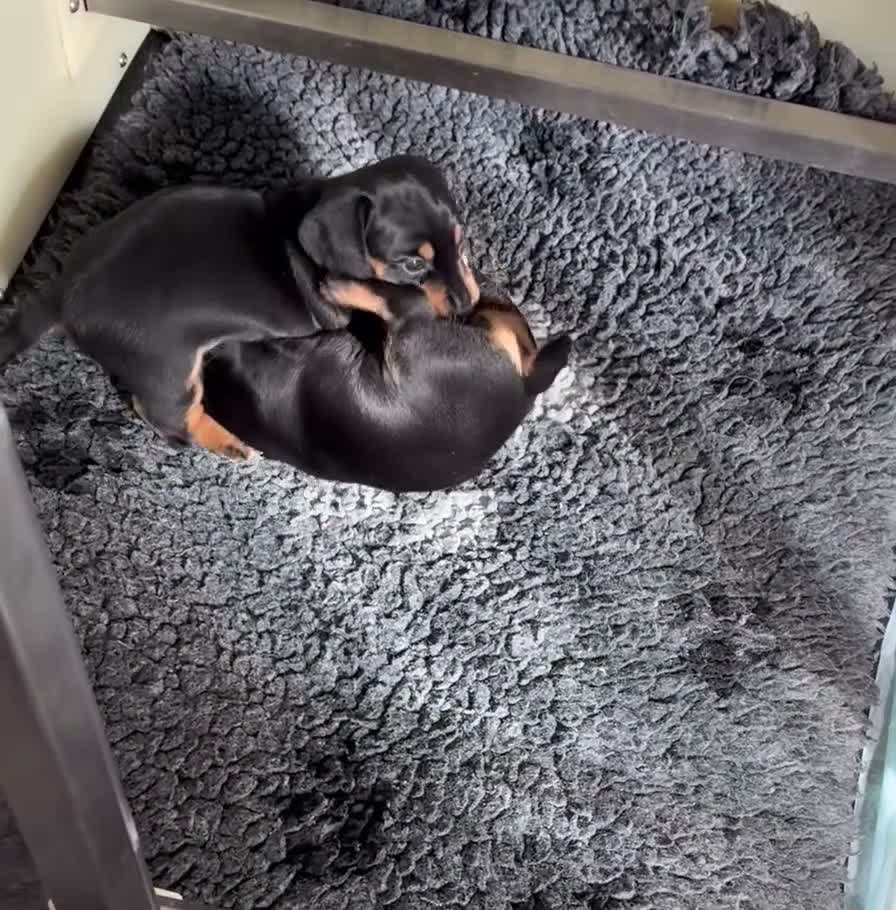 Miniature Dachshund dogs for sale: Gorgeous super quality Black and Tan puppies - Video 1