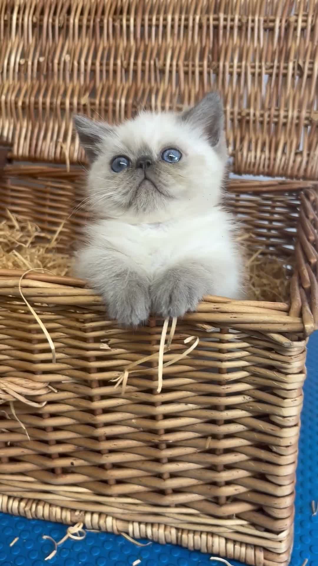 Exotic cats for sale: 2 STUNNING EXOTIC MALE KITTENS  - Video 1