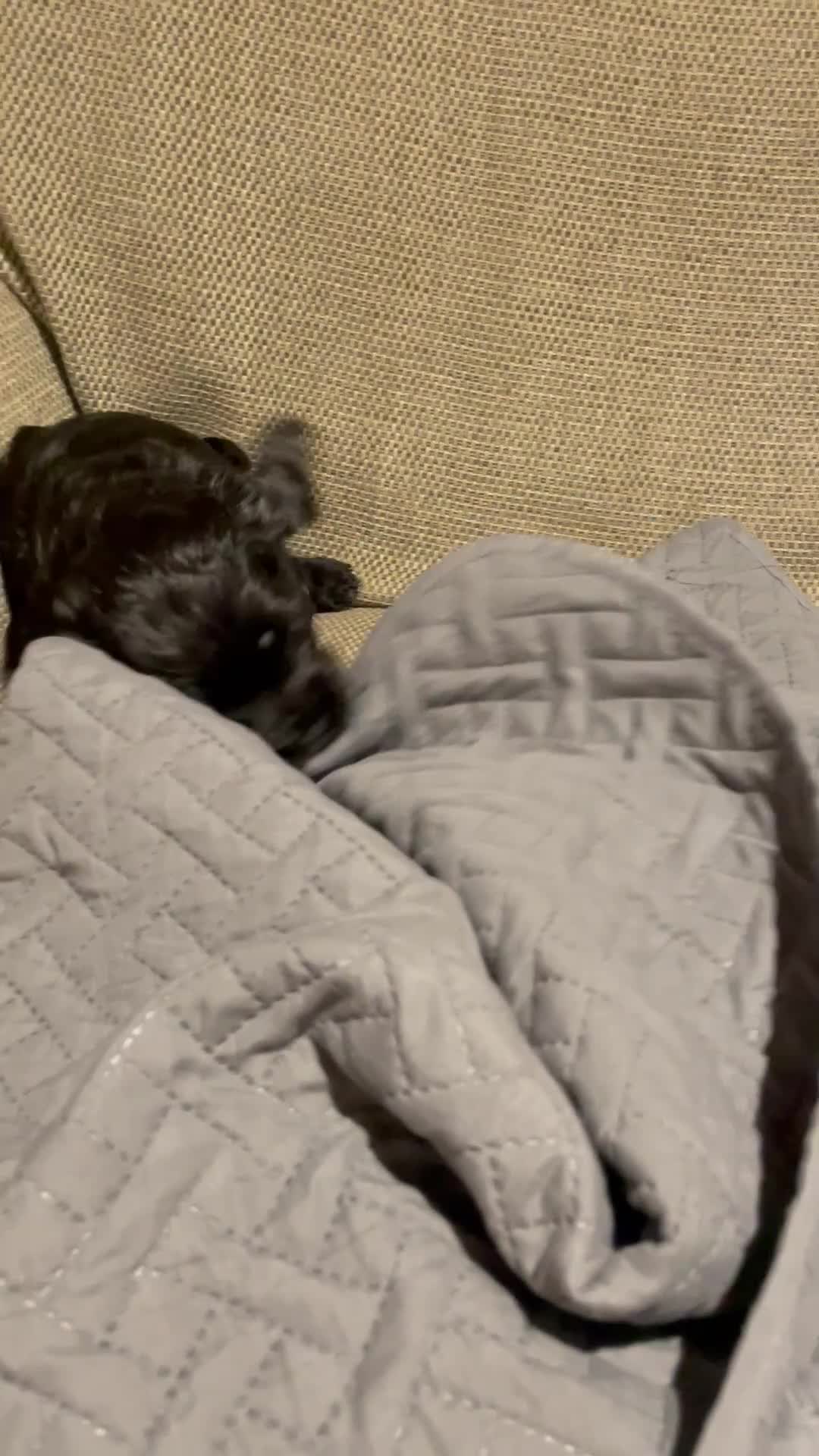 Cockapoo dogs for sale: F1 Cockerpoo pups. KC parents & health tests - Video 1