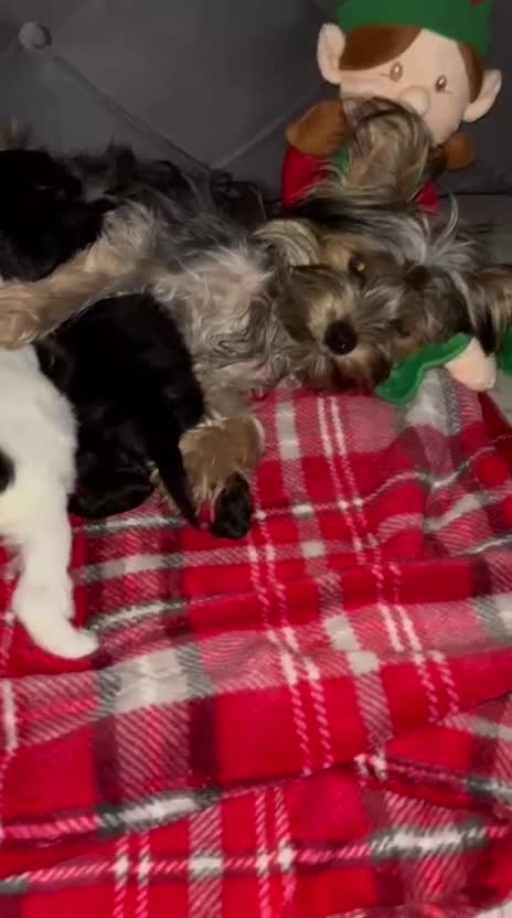 Yorkshire Terrier dogs for sale: Yorkshire terriers - Video 1