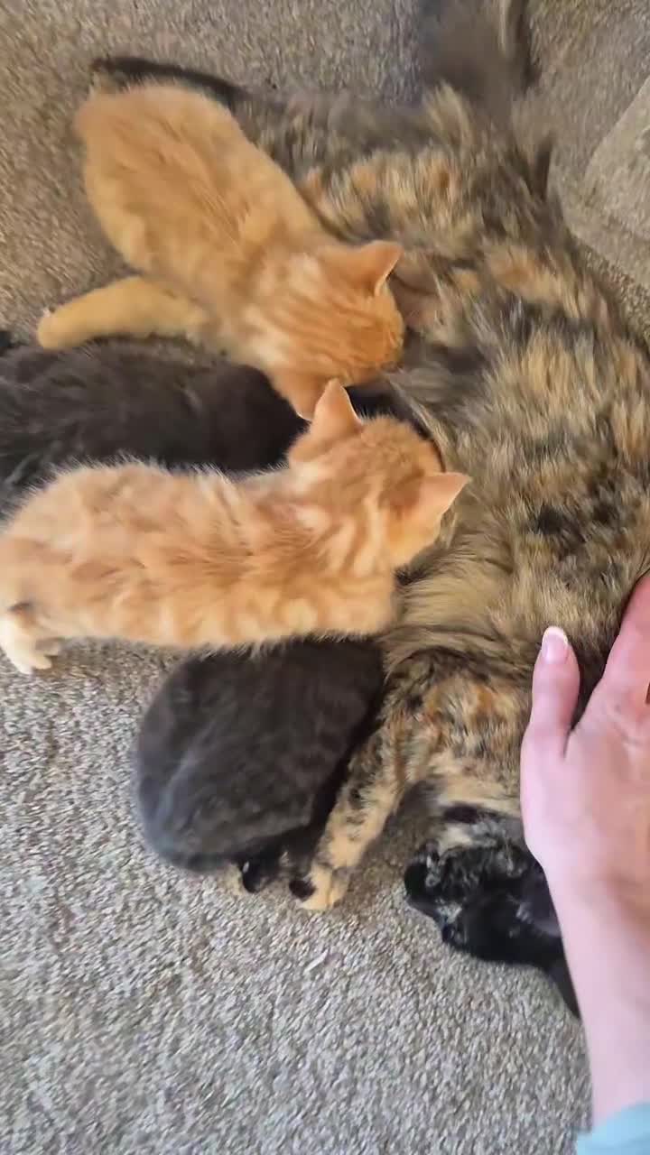 Mixed Breed cats for sale: 🖤🧡 SUPER FRIENDLY KITTENS 🧡🖤 - Video 2