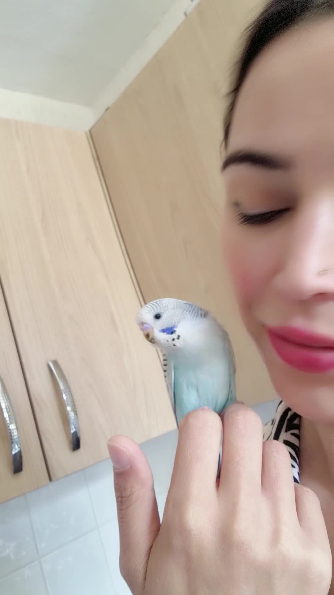 Budgerigars birds for sale: Beautiful baby budgie - Video 1