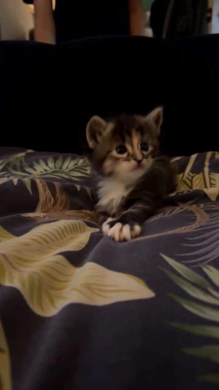 British Longhair cats for sale: Kittens for sale - Video 1