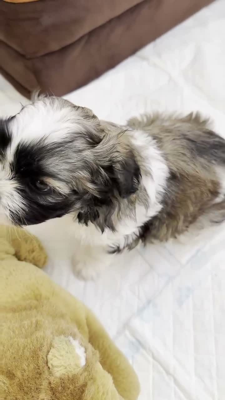 Malshi dogs for sale: Malshi Puppies Looking for Their Forever Homes 🐾 - Video 1