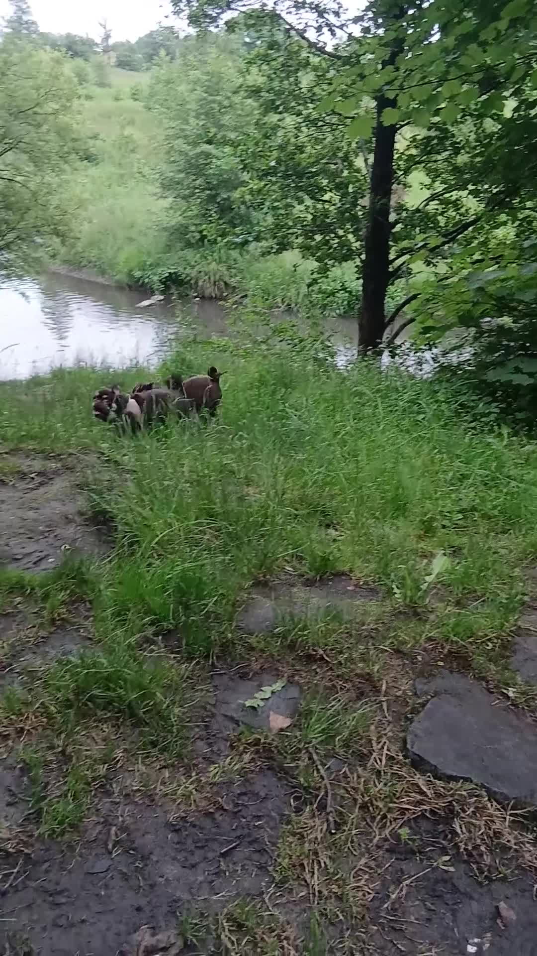 Pug dogs for sale: KC registered Chocolate male pug - Video 1