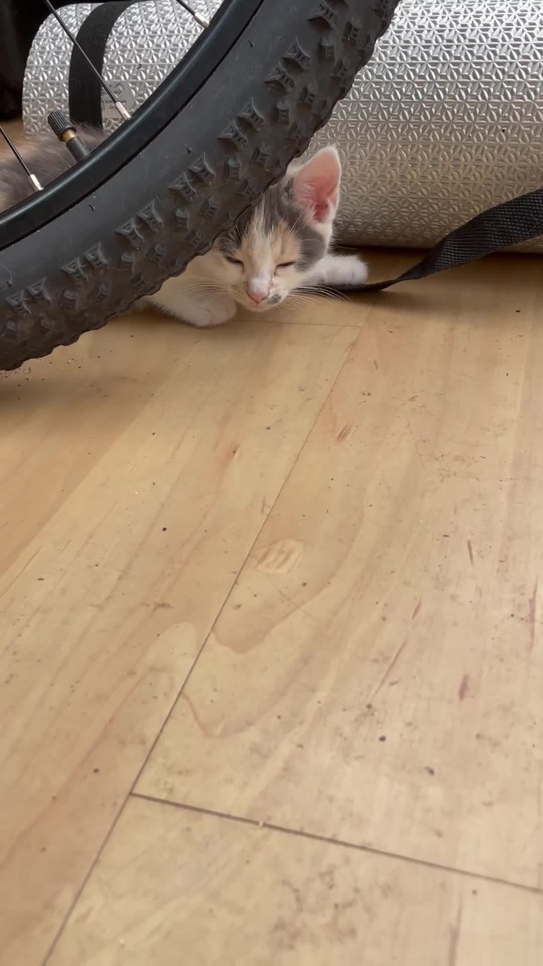 Mixed Breed cats for sale: 🐾 Adorable Kittens for Sale – Bristol 🐾 - Video 1