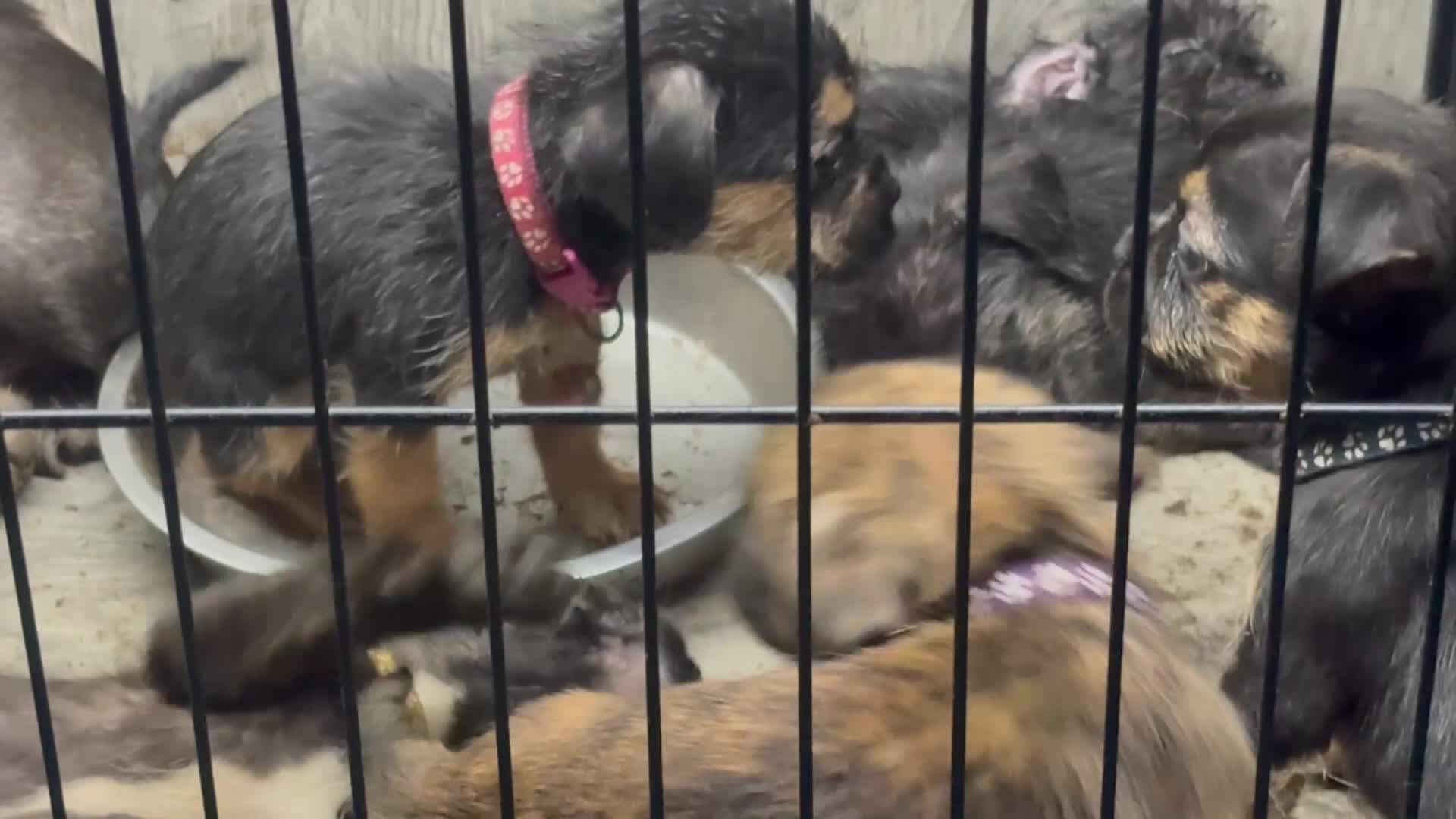 Mixed Breed dogs for sale: 5 French bulldog cross pups for sale  - Video 1