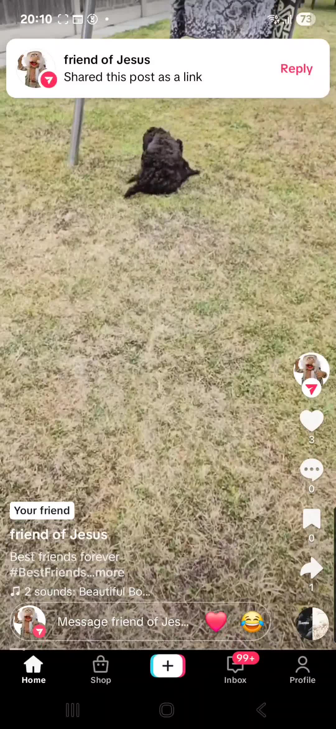Cockapoo dogs for sale: Last girl Health checked and ready to go  - Video 2