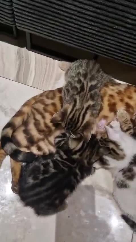 Mixed Breed cats for sale: Beautiful mixed Bengal kittens for sale - Video 1