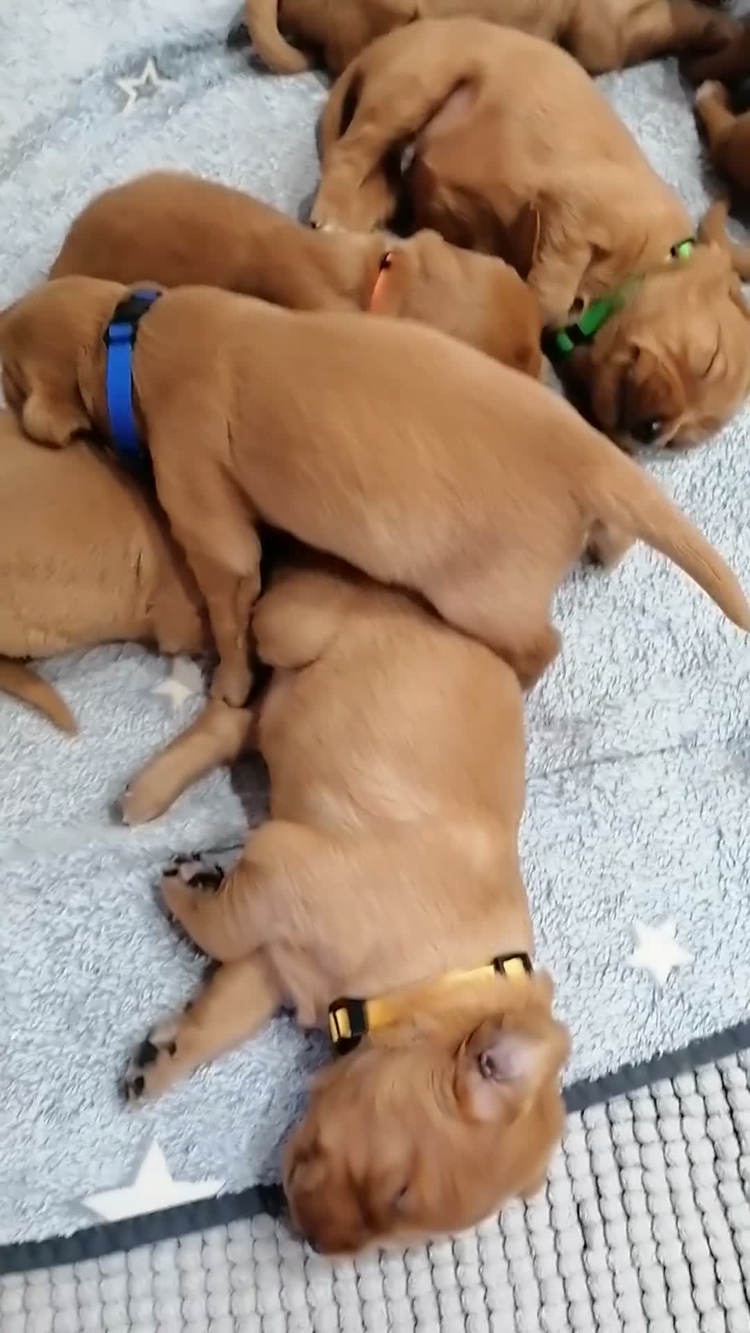Golden Retriever dogs for sale: Exceptional KC registered Golden Retriever puppies - Video 1