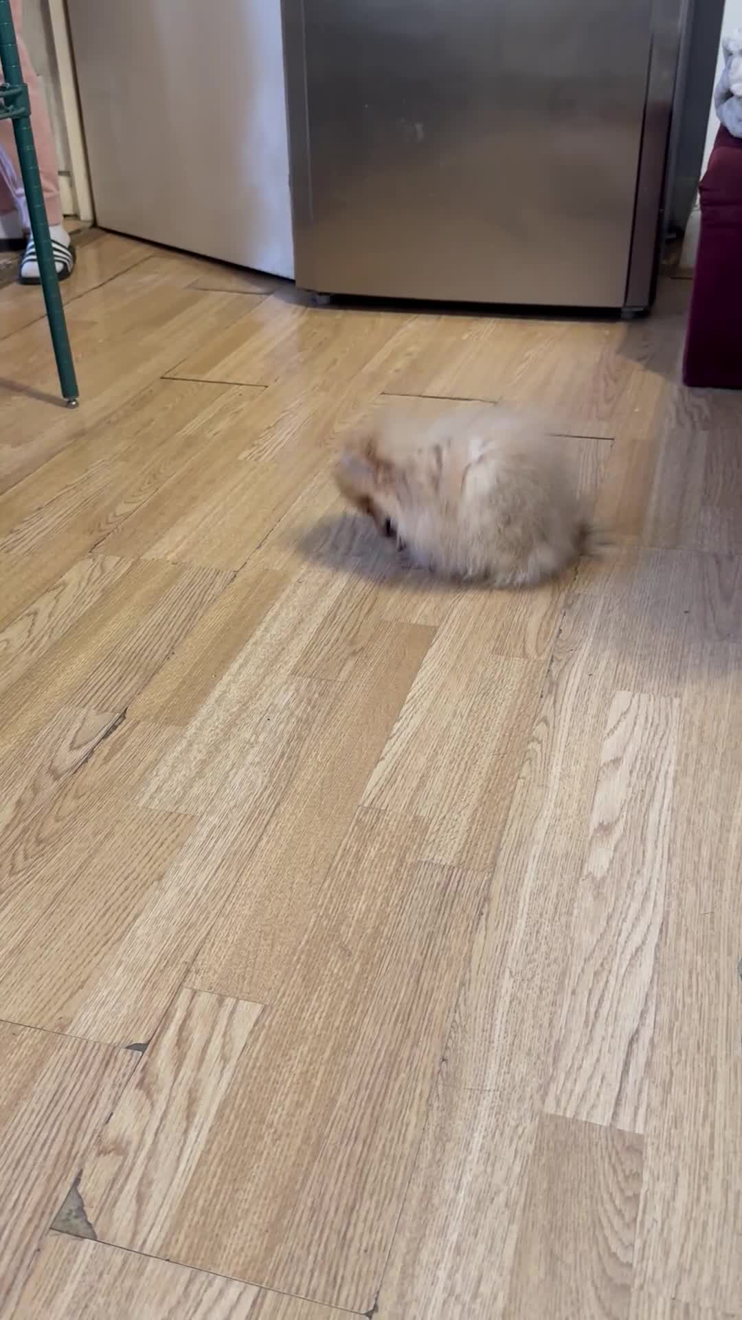 Pomeranian dogs for sale: Mini Pomeranian  - Video 1