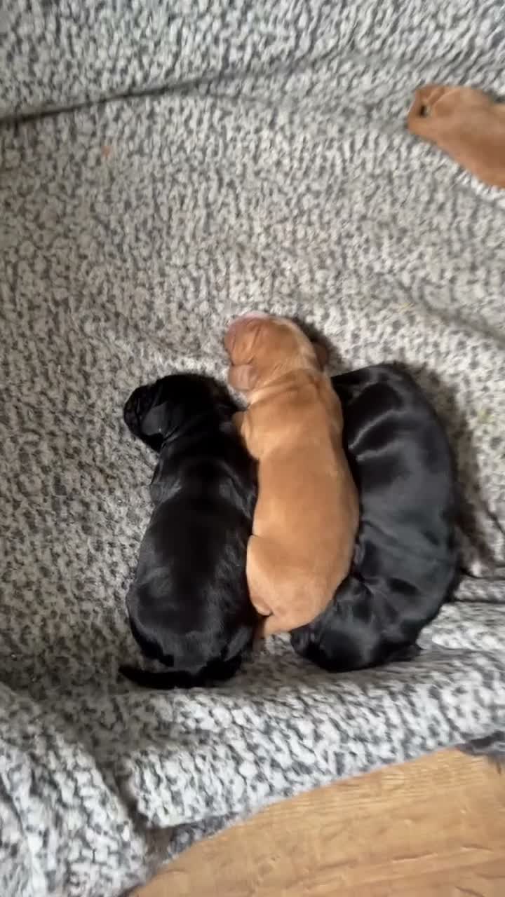 Cocker Spaniel dogs for sale: Beautiful chunky cocker spaniel pups - Video 2