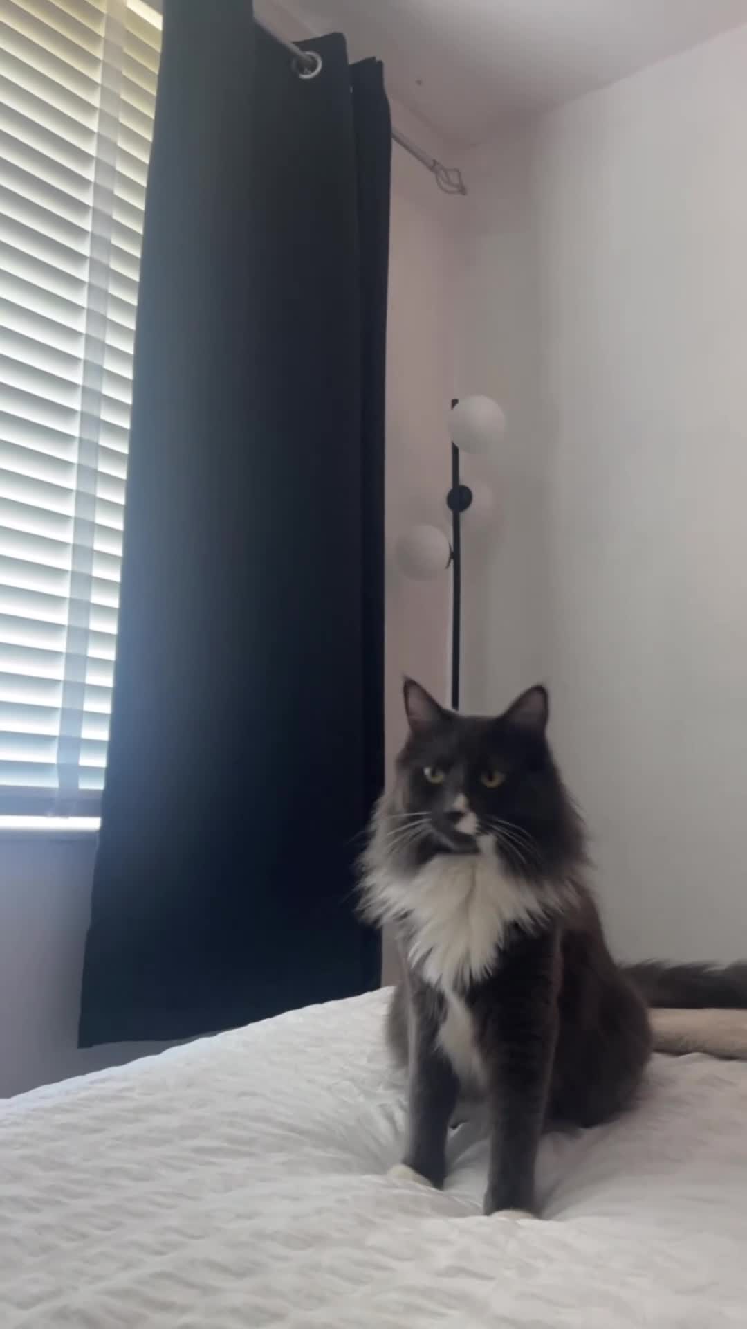 Mixed Breed cats for sale: Milo  in Nottingham - Video 2