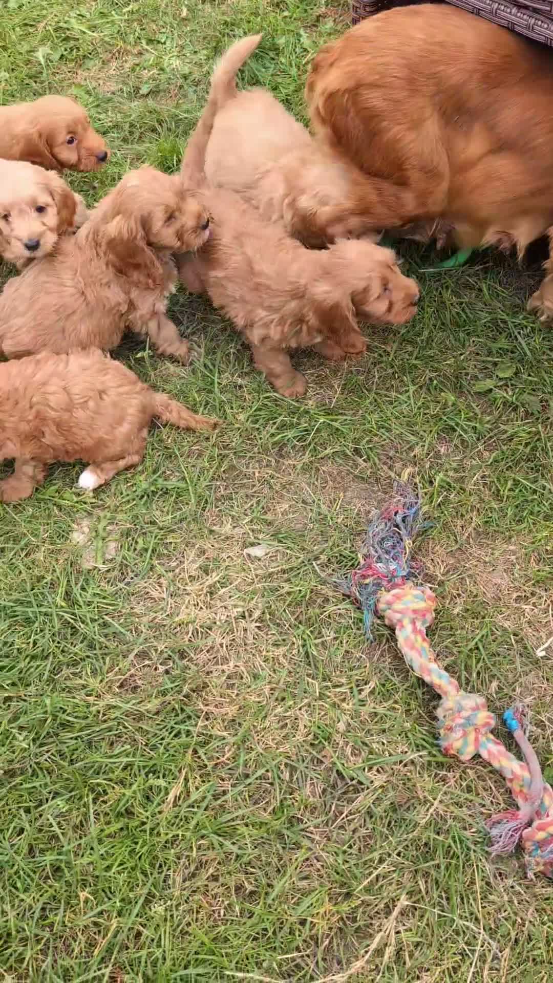 Cockapoo dogs for sale: Beautiful F1 Cockapoo puppies DNA clear  - Video 2