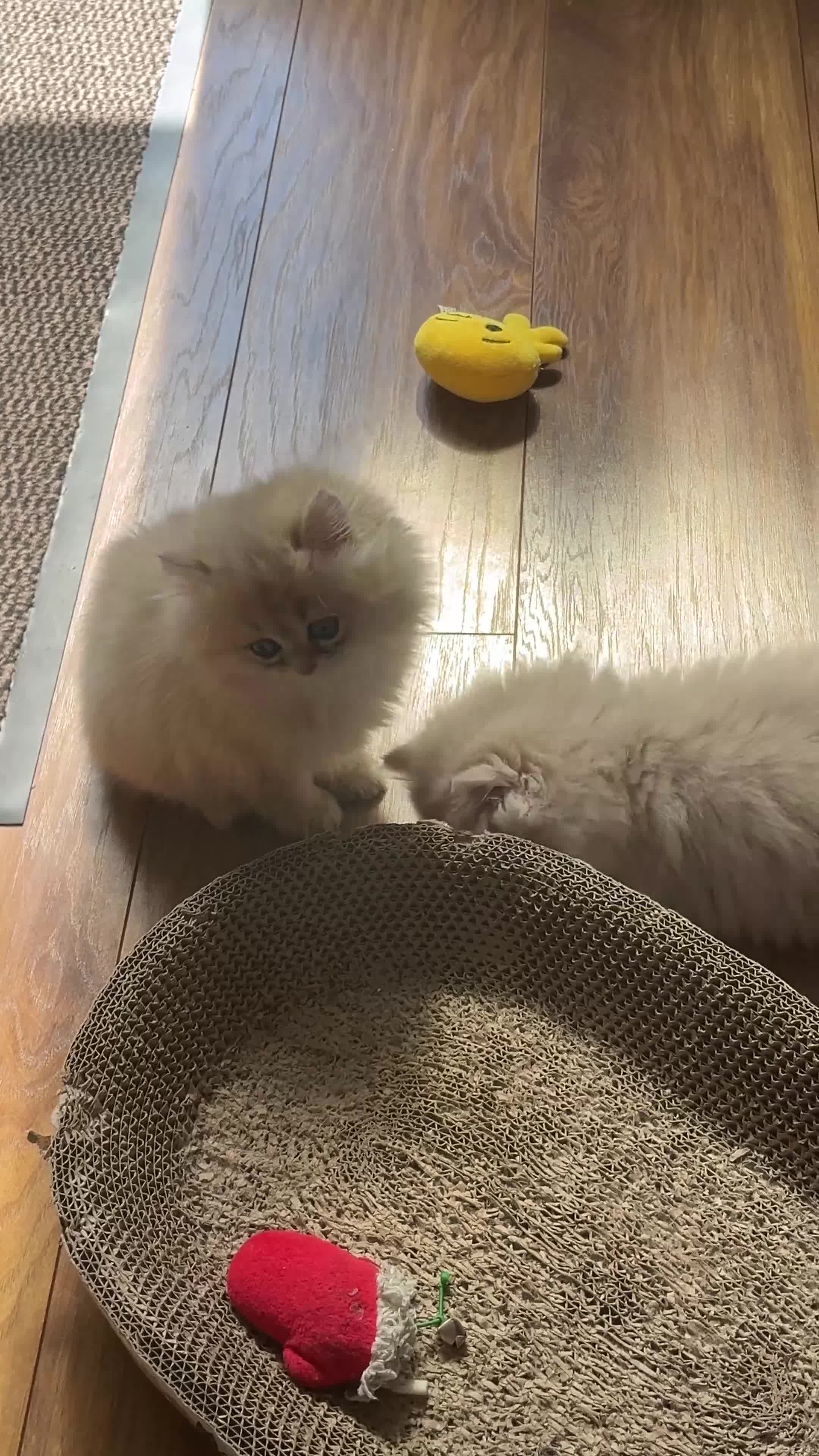 British Shorthair cats for sale: Purrista BSH kittens - Video 2