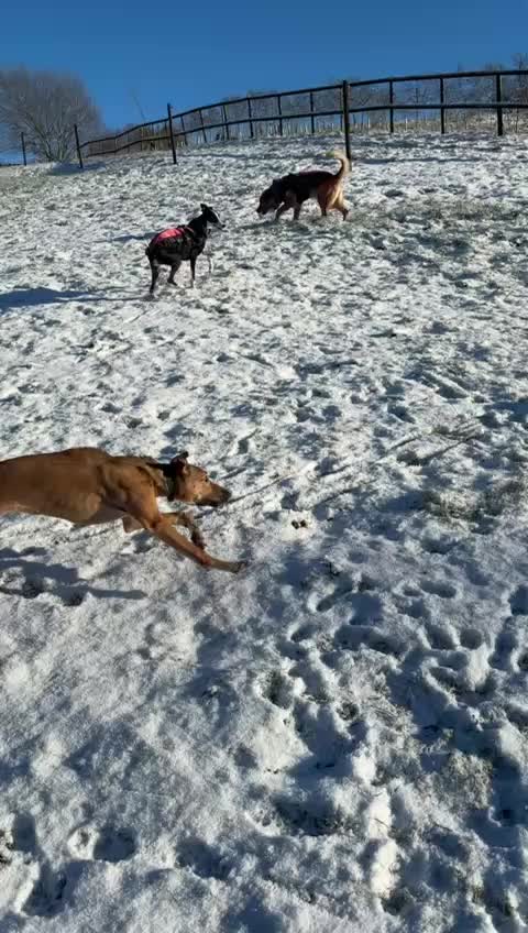 Mixed Breed dogs for sale: Whippet x Collie - Video 1