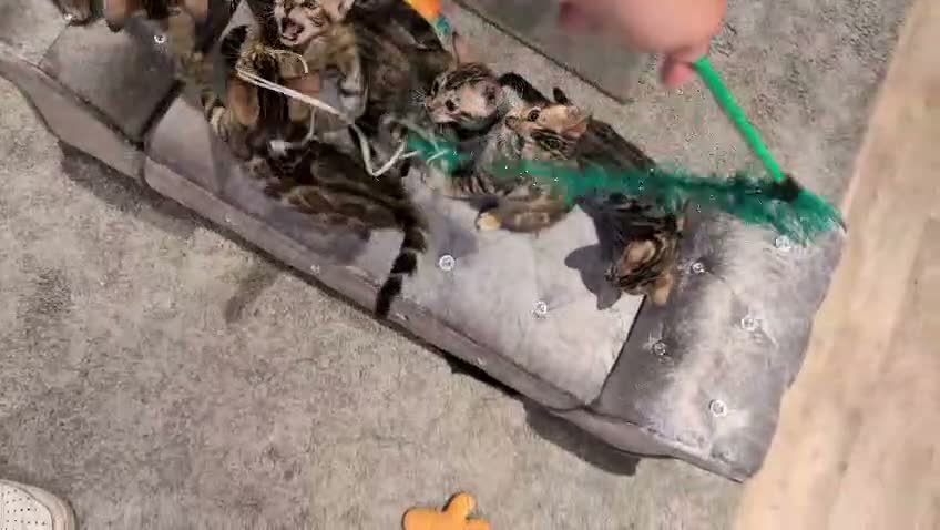 Bengal cats for sale: 🔥✨Pedigree TICA-Registered Bengals - Video 5