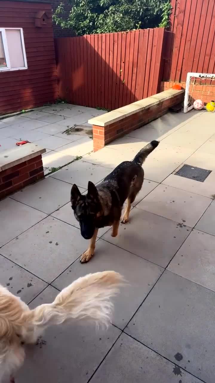 Golden Shepherd dogs for sale: 🌸🐾 Adorable Golden Shepherd Puppies 🐾🌸 - Video 3