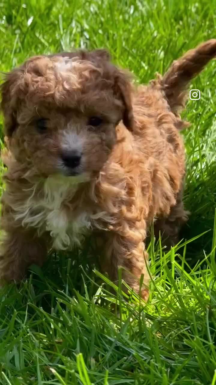 Cavapoo dogs for sale: Exceptional Pups Raised by a Professional Trainer. - Video 1