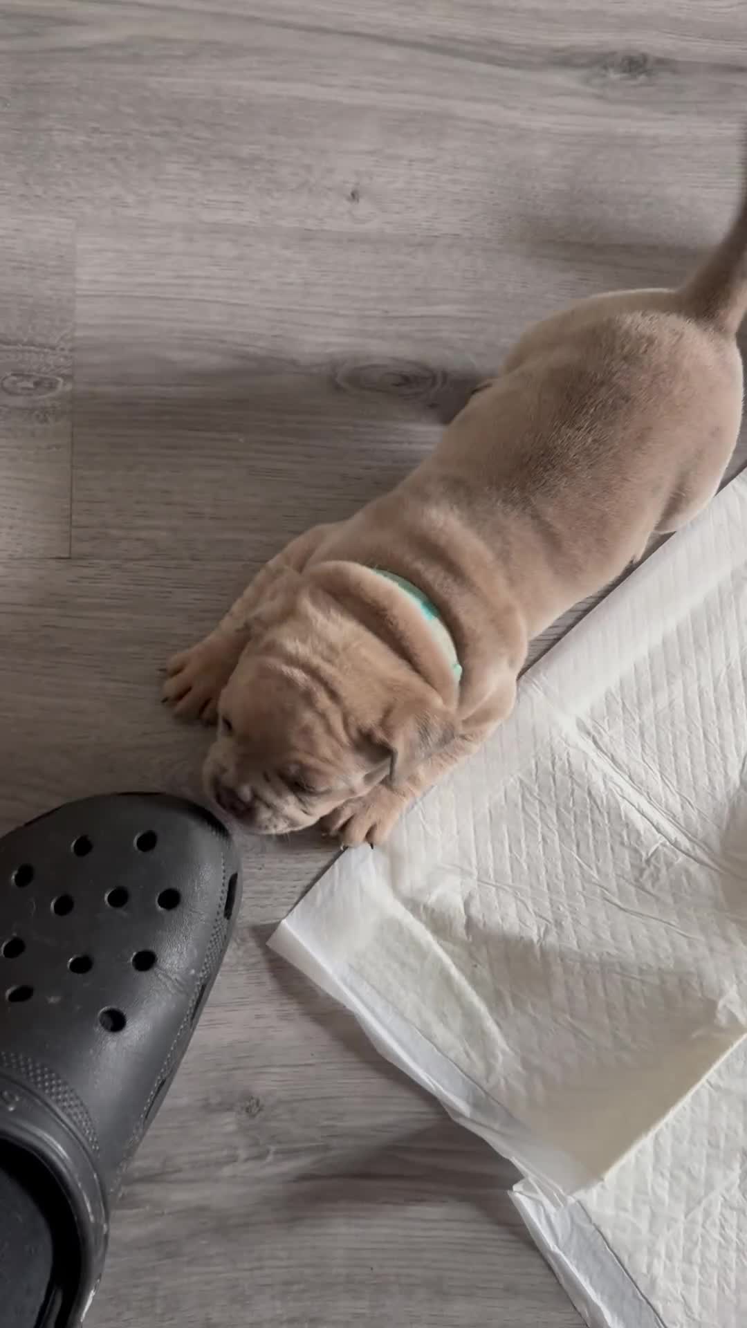 Mixed Breed dogs for sale: Hybrid old tyme bulldog/french  - Video 2