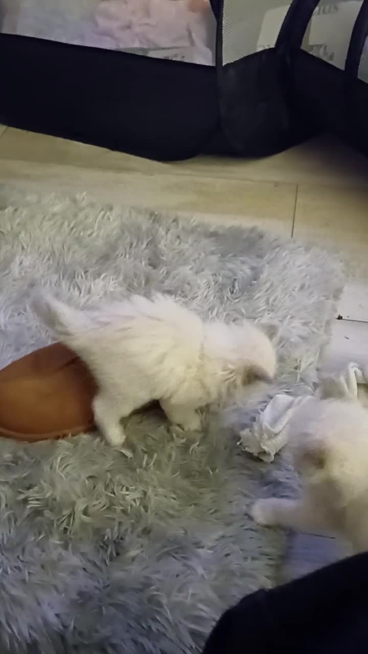 Mixed Breed cats for sale: Persian ragdolls. in Motherwell - Video 1