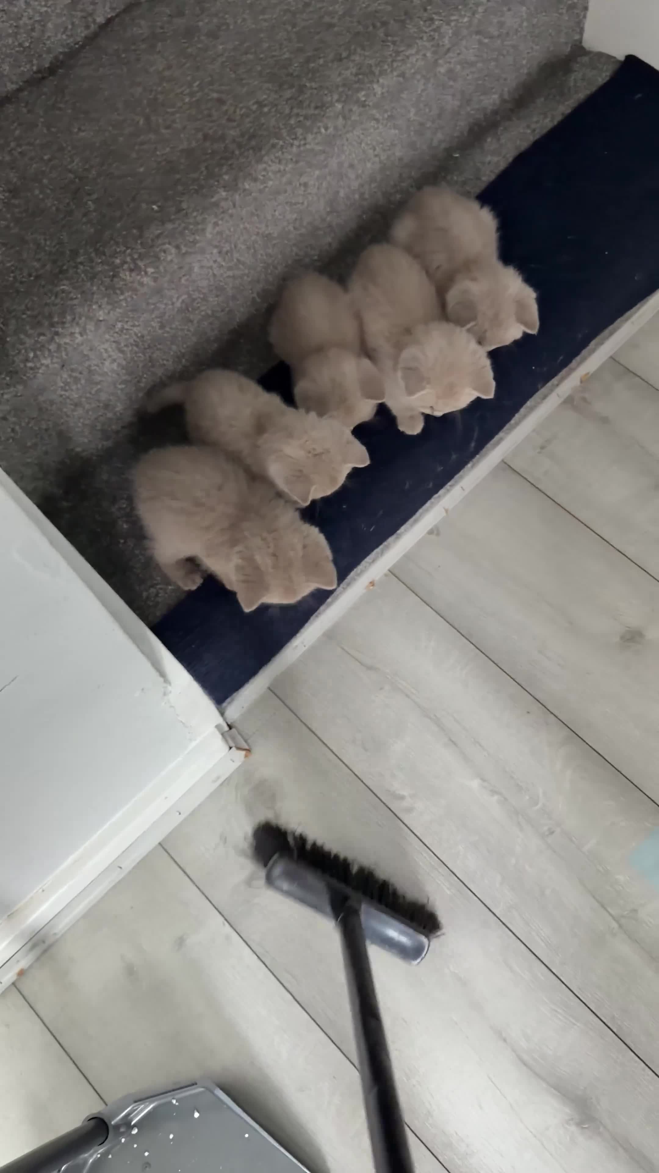 British Shorthair cats for sale: Beautiful British Shorthair Kittens in Leeds - Video 1