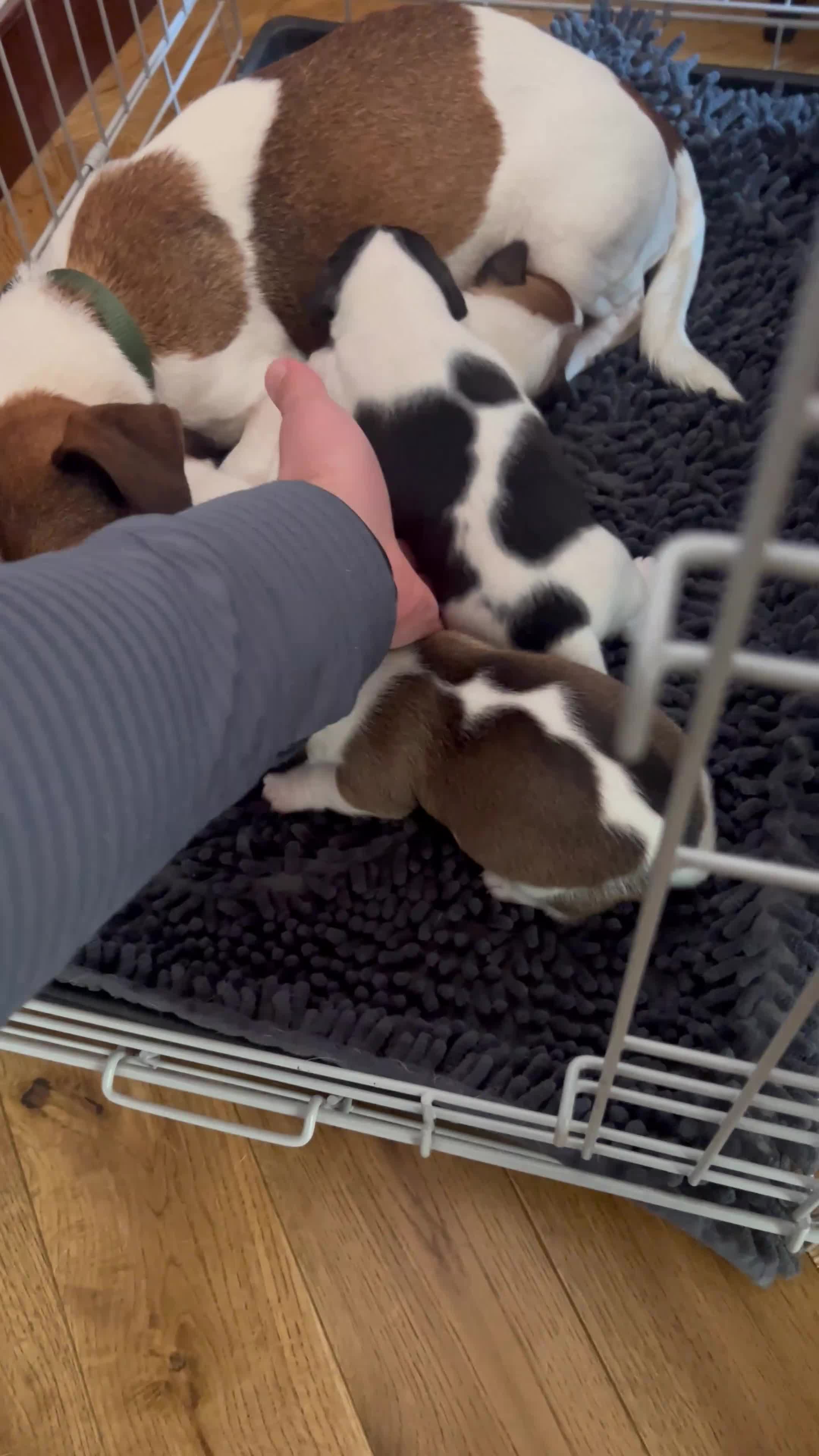 Jack Russell dogs for sale: Jack Russell Terrier 4 pedigree puppies in Newcastle upon Tyne - Video 2