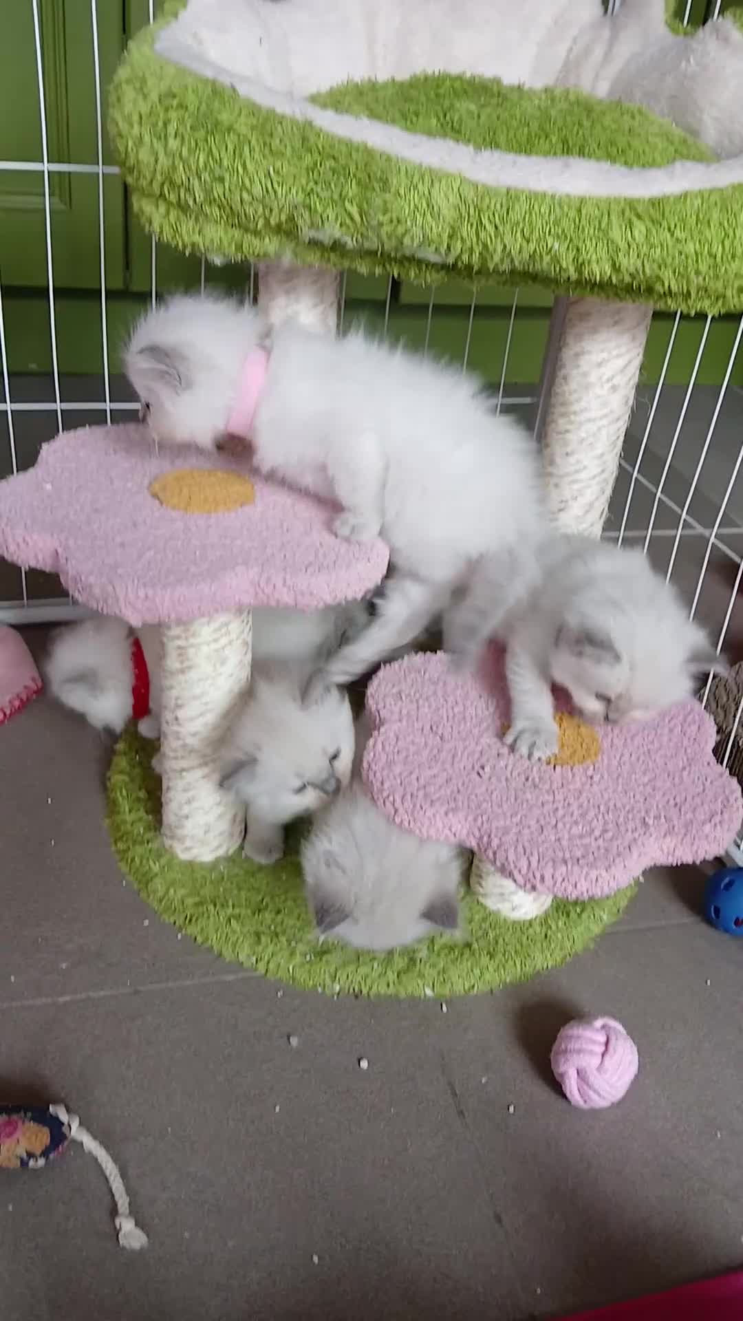 Ragdoll cats for sale: Ragdoll kittens in Cumnock - Video 2