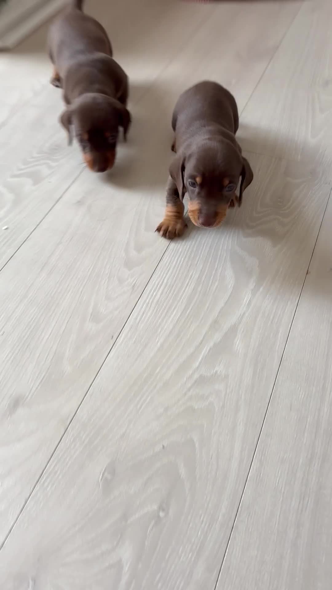 Dachshund dogs for sale: 🐾 1 Chocolate and tan boy left!!  🐾 - Video 1