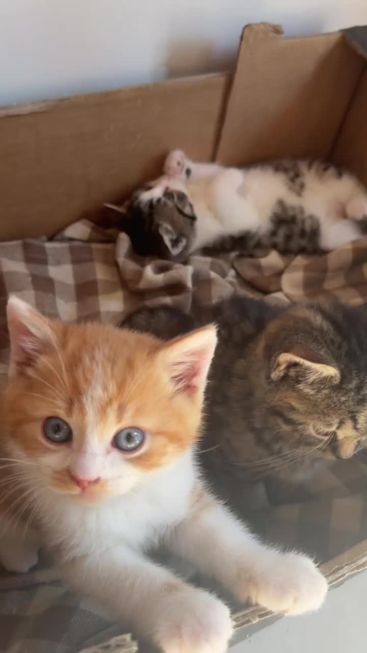 British Shorthair cats for sale: Stunning British Shorthair Kittens Ready Now! - Video 2