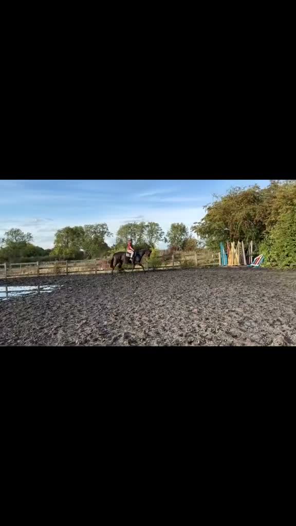 Irish Sports horses for sale: 16.2hh Irish sports horse mare project in Burton-on-Trent - Video 1