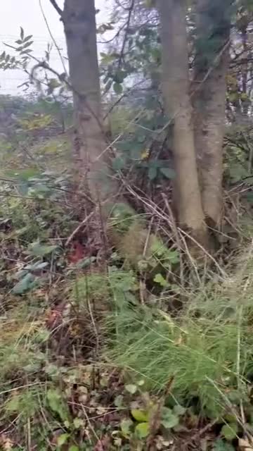German Shepherd dogs for stud: Blu the German shepherd stud dog kc registered  - Video 3