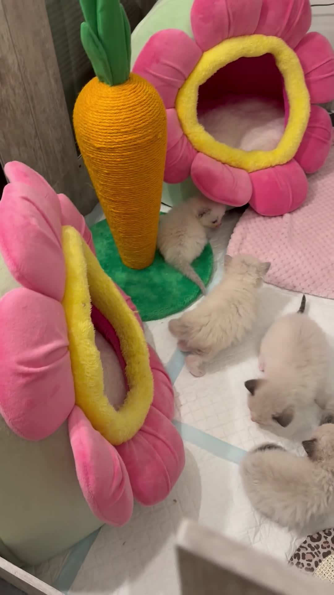 Ragdoll cats for sale: One Girl Available 🌸 - Video 1