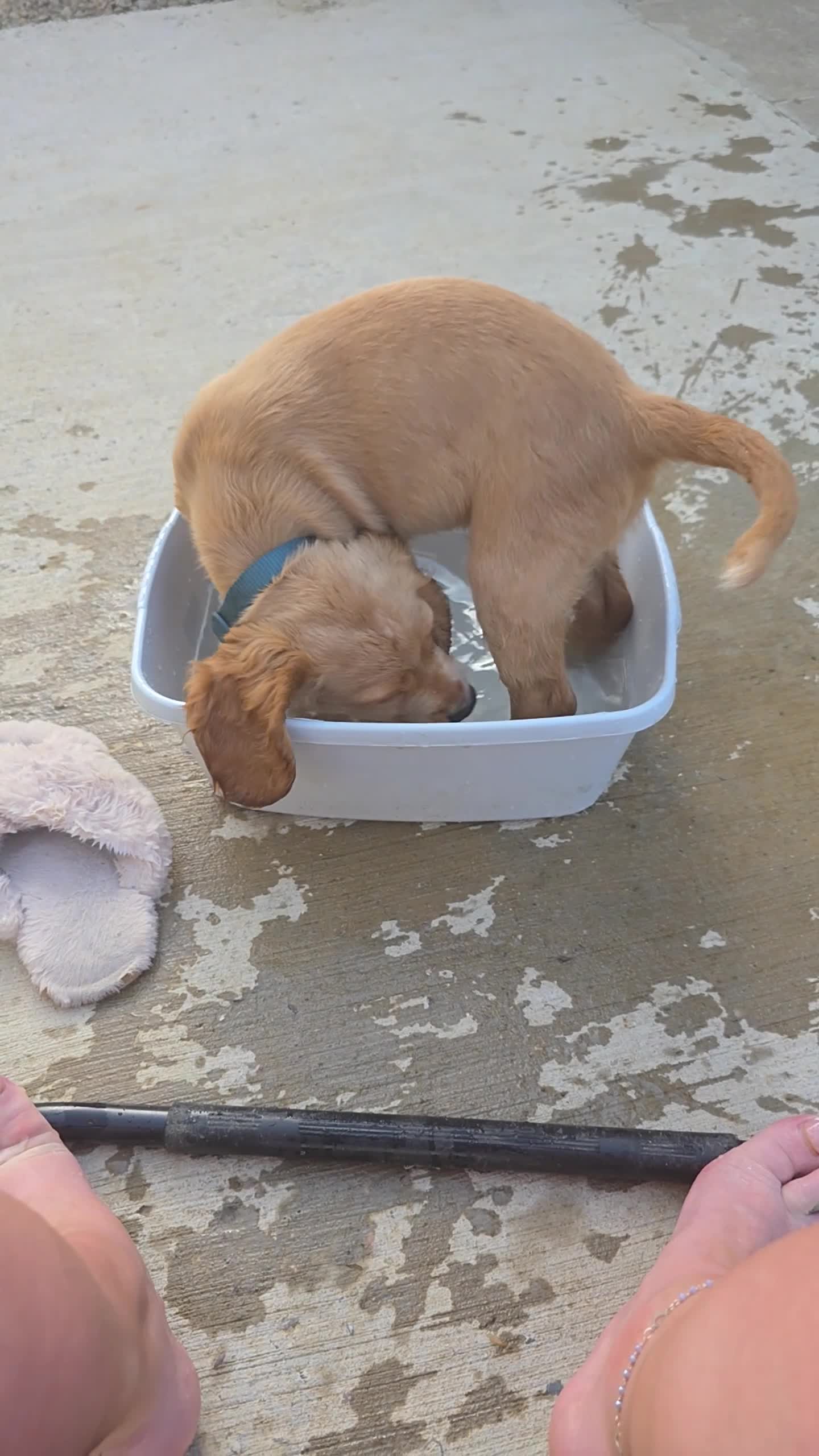 Cocker Spaniel dogs for sale: Cocker spaniel  - Video 1