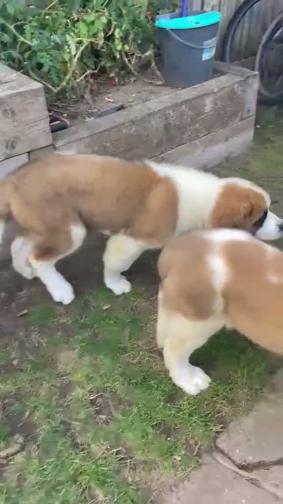 Saint Bernard dogs for sale: Saint Bernard  - Video 3