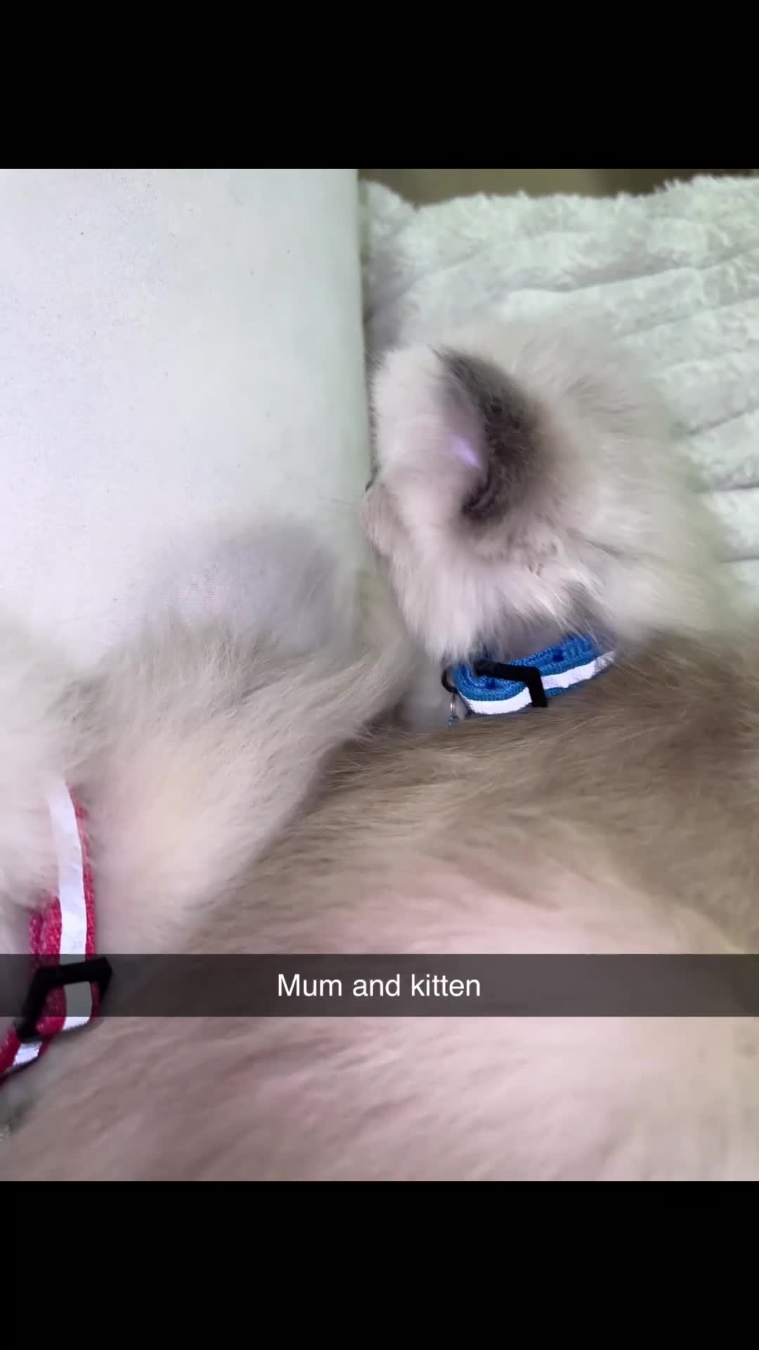 Ragdoll cats for sale: Cute ragdolls for sale  in London - Video 5