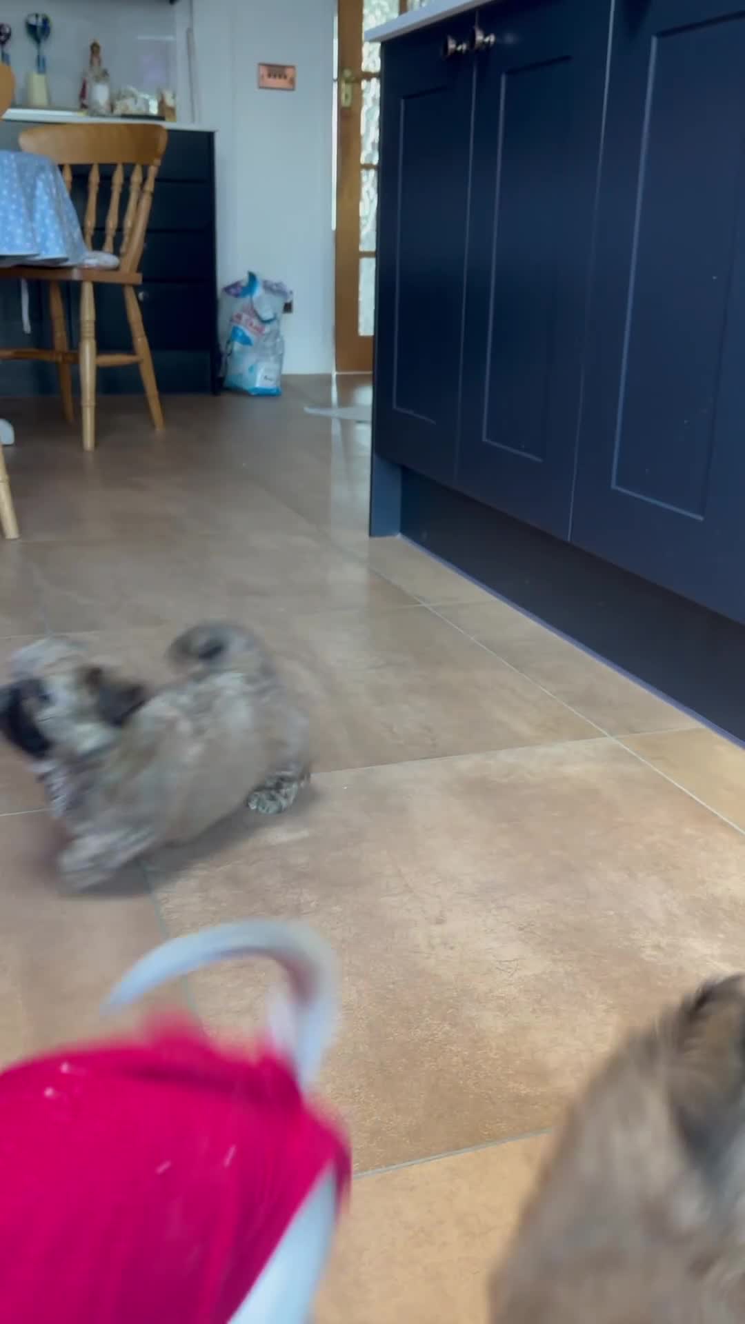 Shih Tzu dogs for sale: Adorable KC Reg boy puppy - Video 5