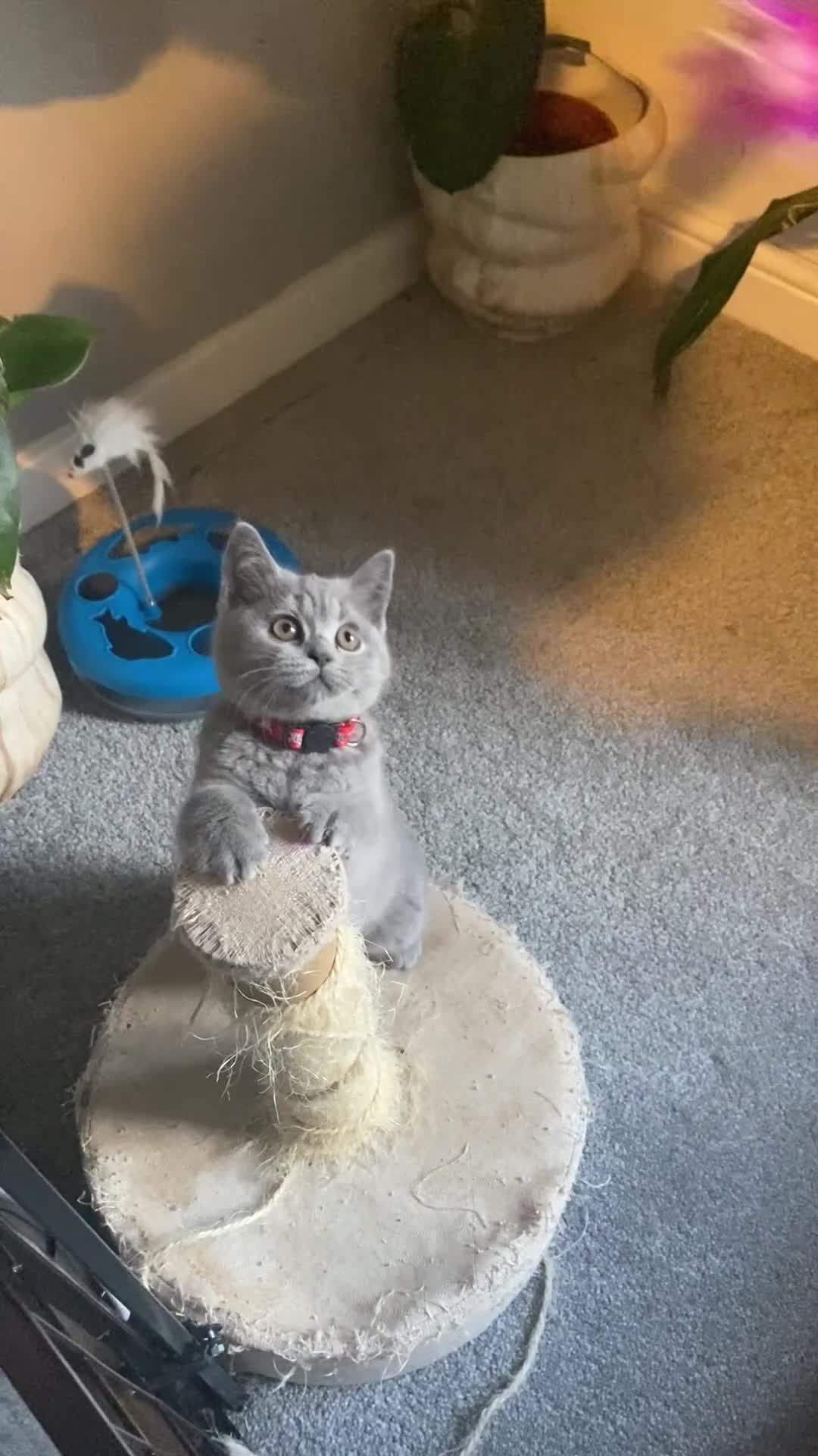 British Shorthair cats for sale: Active registered GCCF/TICA British Shorthair - Video 1