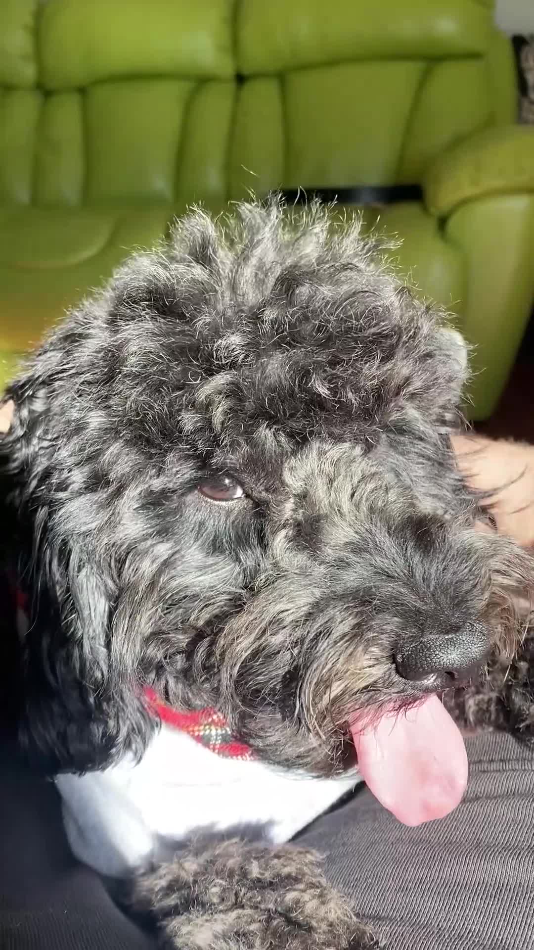 Cockapoo dogs for sale: WAITING LIST FOR COCKERPOO - Video 2